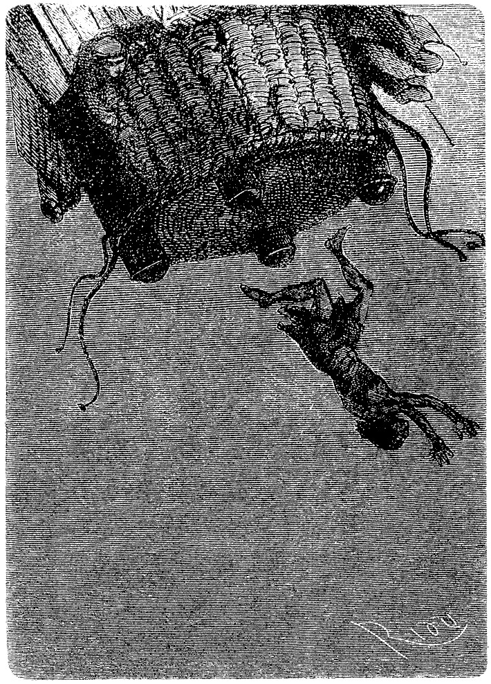 Giant Insect Seizes Falling Man — Jules Verne 'Five Weeks in a Balloon' Engraving