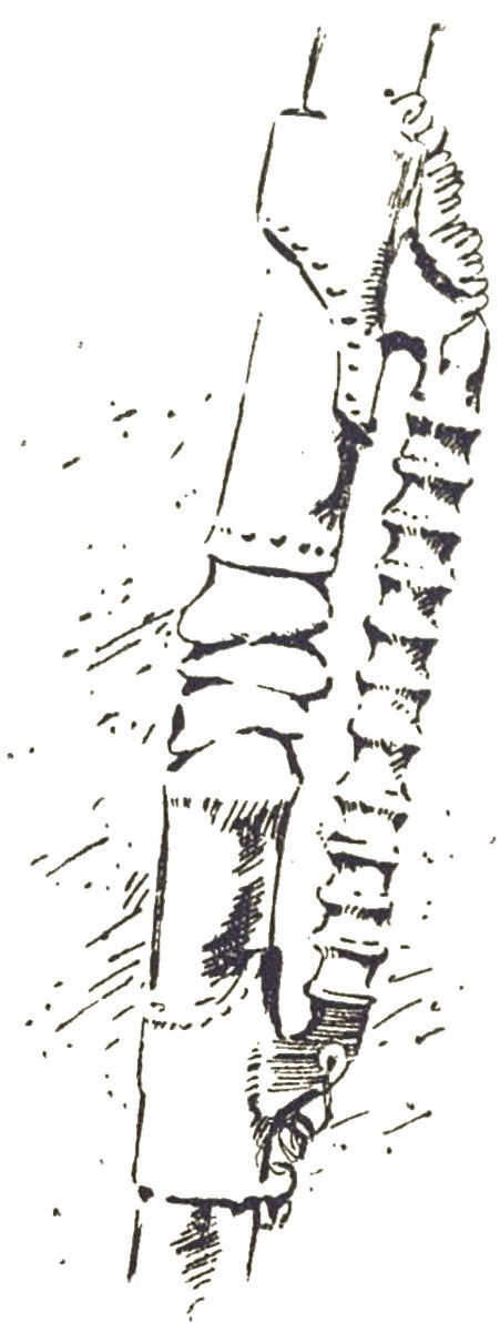 Martian Tripod Leg Detail, H.G. Wells War of the Worlds 1906 French Edition