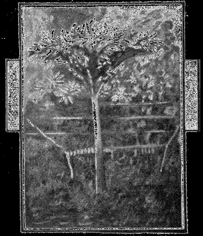 Amazing Stories Vol.2 No.6 Interior Illustration — Alien Flora, 1927