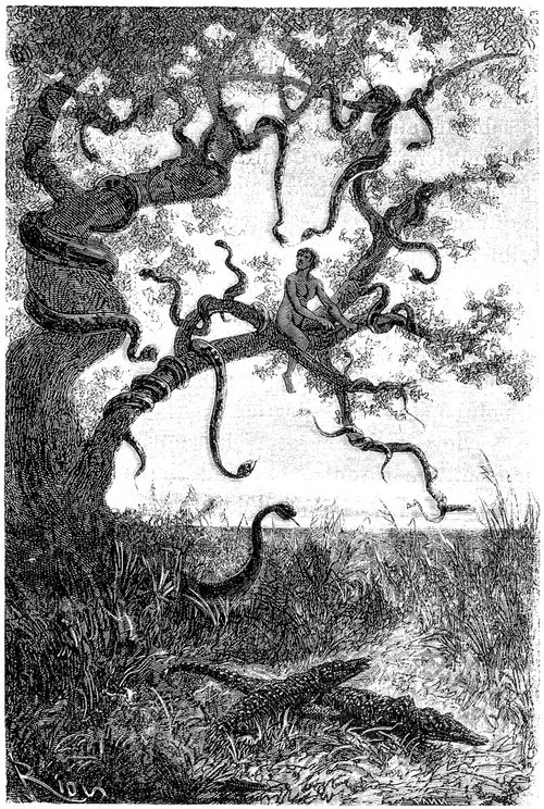Man Besieged by Serpents in Tree — Riou Engraving, Jules Verne 1863