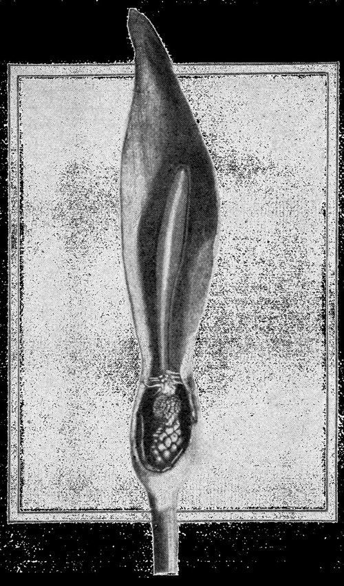 Alien Seed Pod Specimen — Amazing Stories Vol.2 No.6 (1927)