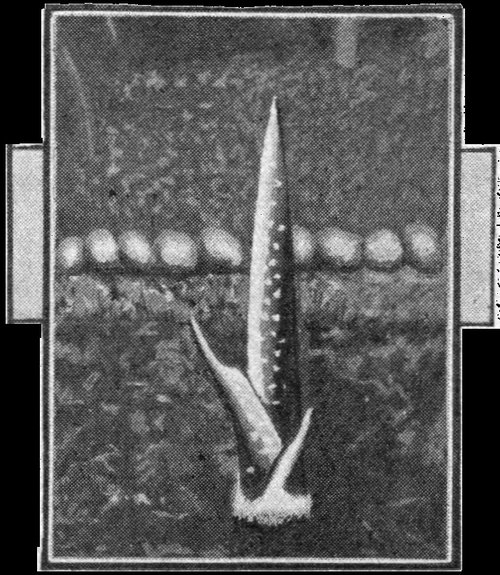 Alien Plant Emergence, Amazing Stories Vol.2 No.6 Interior Illustration